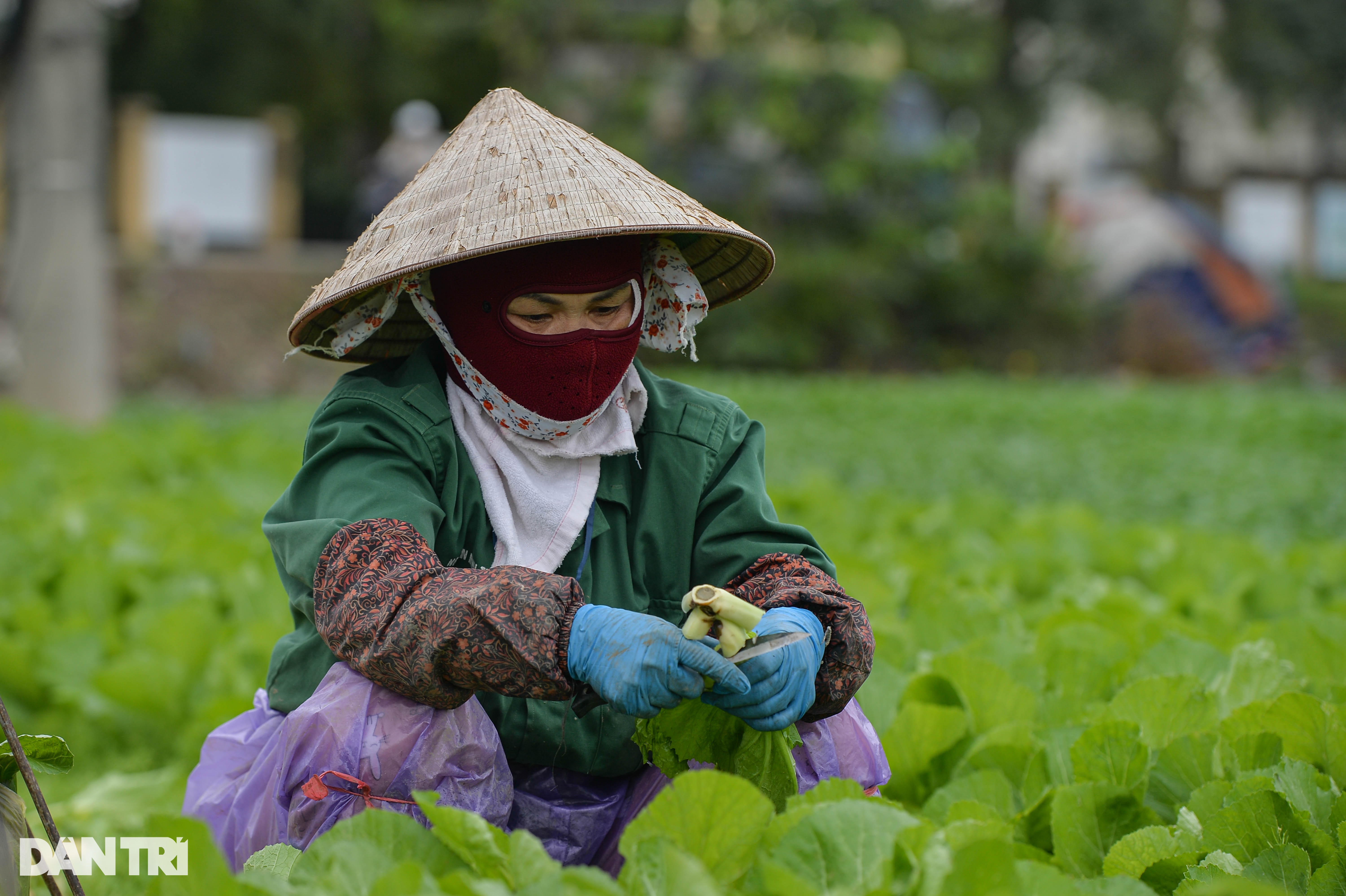 Lạnh thấu xương, nông dân ở Hà Nội vẫn miệt mài xuống đồng - 5