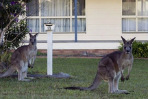 Lý do khiến Australia phải loại hàng triệu con chuột túi mỗi năm