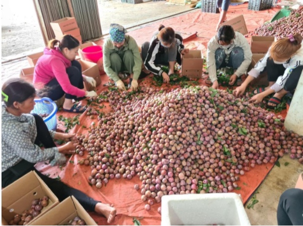 Một tuần nông dân 5 tỉnh bán hết 200 tấn nông sản trên sàn TMĐT - 2 Một tuần nông dân 5 tỉnh bán hết 200 tấn nông sản trên sàn TMĐT - 2