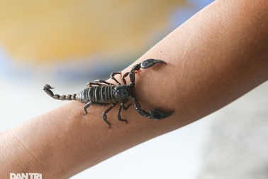 Nuôi toàn con "độc lạ", chàng trai xứ Thanh thu lãi tiền tỷ mỗi năm