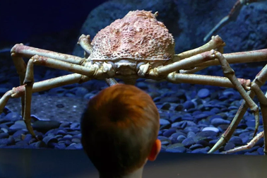 Vì sao có nhiều "quái vật" khổng lồ ẩn sâu dưới đại dương?