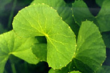 Bài thuốc từ rau má