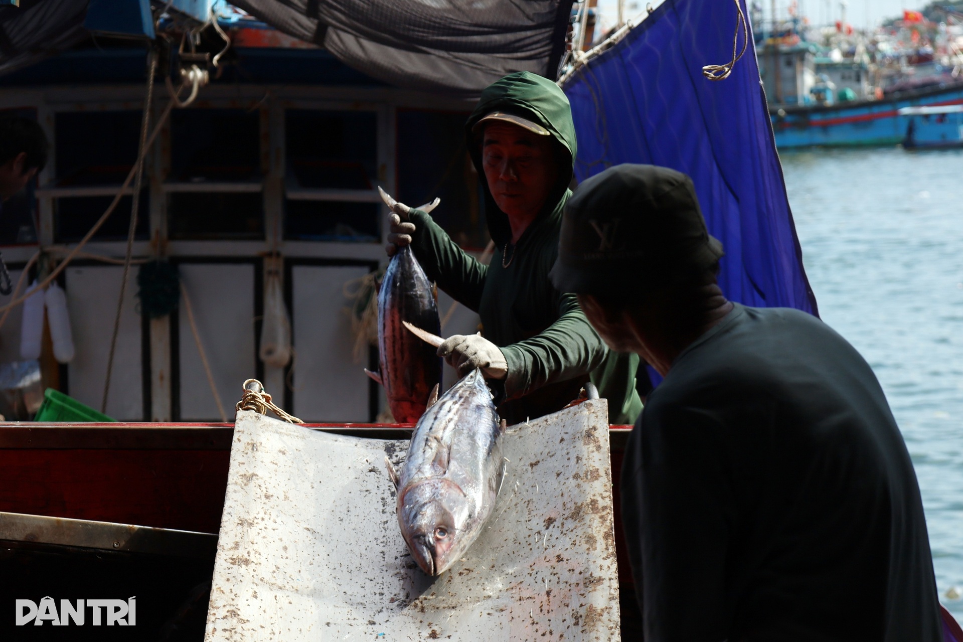 Chấp nhận lỗ cả trăm triệu đồng, ngư dân vượt sóng về tránh bão Kalmaegi - 3 Chấp nhận lỗ cả trăm triệu đồng, ngư dân vượt sóng về tránh bão Kalmaegi - 3