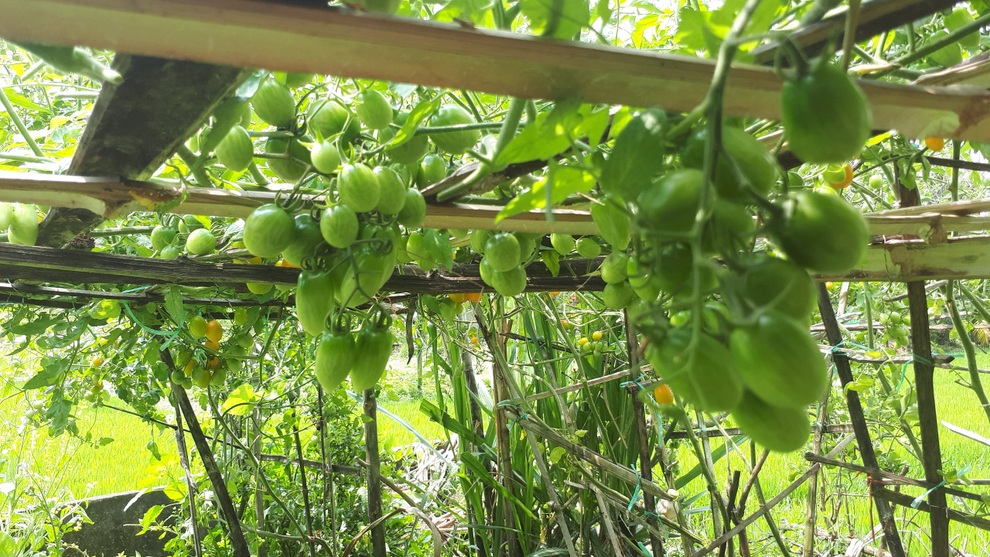 Vườn cà chua ngập sắc màu của mẹ bỉm sữa Quảng Nam - 1