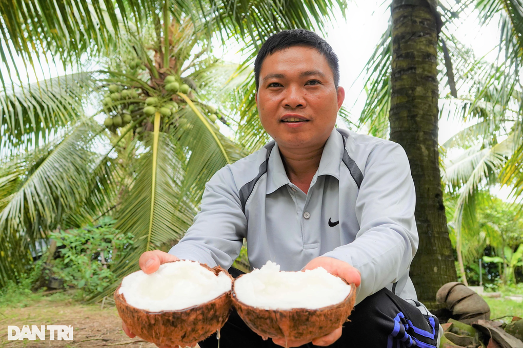Trồng dừa ưa mặn trái nào cũng ra sáp, thành tỷ phú sau ít năm - 2 Trồng dừa ưa mặn trái nào cũng ra sáp, thành tỷ phú sau ít năm - 2
