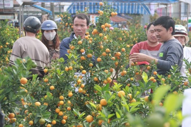 Cuối ngày 30 Tết, hoa, cây cảnh đồng loạt “xả hàng”