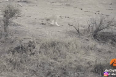 Bị sư tử háu đói tóm gọn, lợn con thoát chết thần kỳ