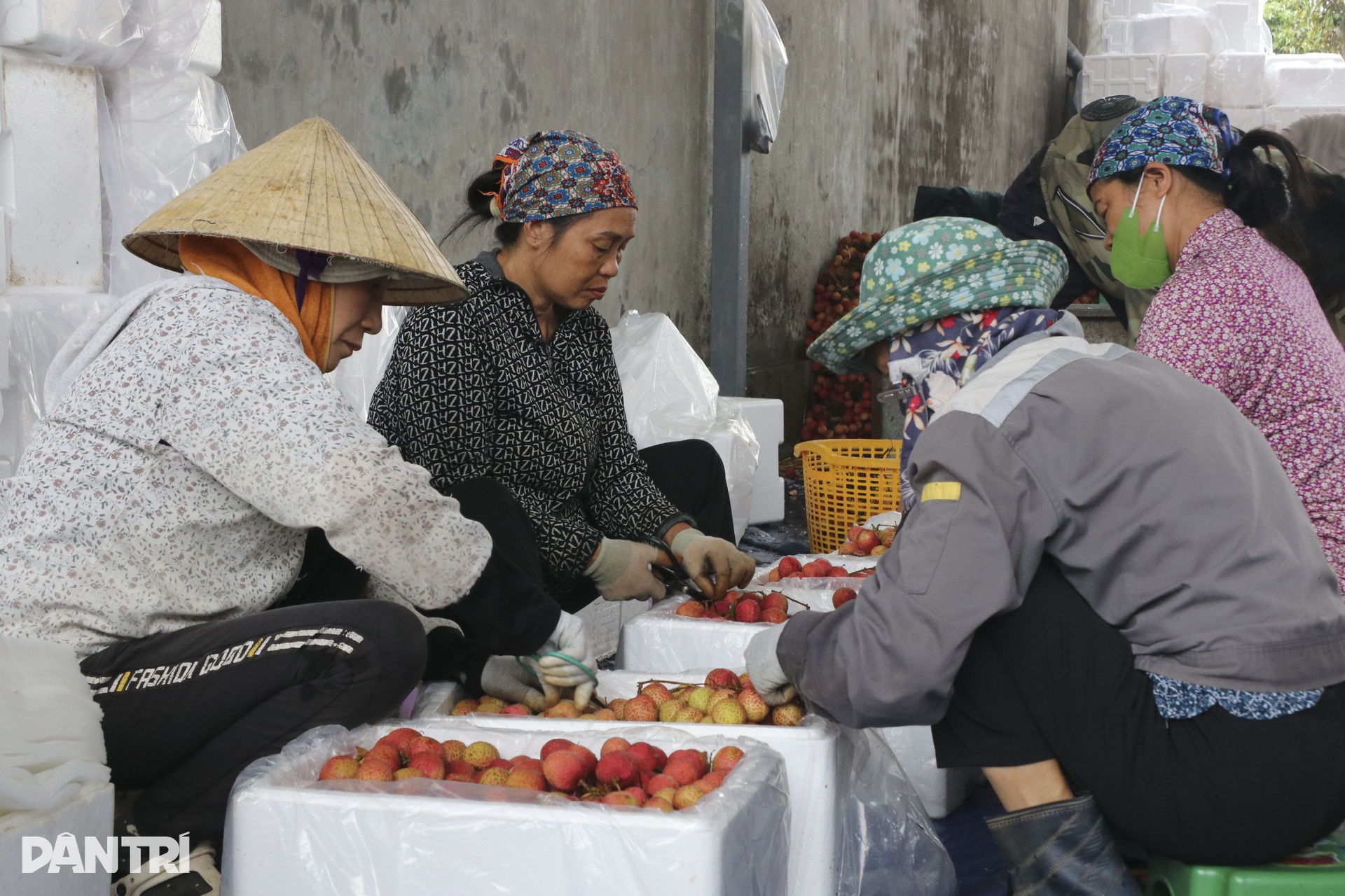 Vải sớm chín rộ, nông dân Hải Dương tất bật thu hoạch - 8 Vải sớm chín rộ, nông dân Hải Dương tất bật thu hoạch - 8