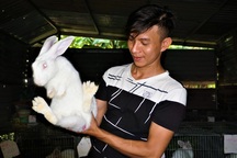 Nuôi loài lông trắng, dáng xinh, ăn khỏe đẻ tiền triệu