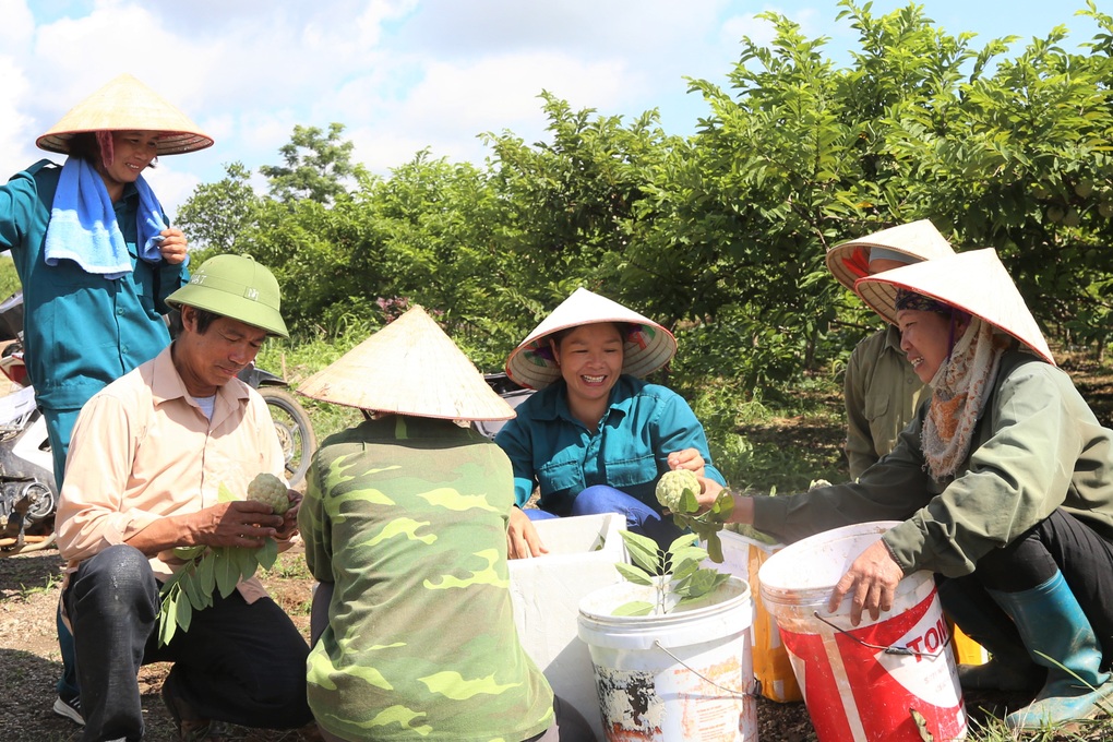 Trồng loại cây hóa giải đất chó ăn đá gà ăn sỏi, kết quả như... trúng số - 5 Trồng loại cây hóa giải đất chó ăn đá gà ăn sỏi, kết quả như... trúng số - 5