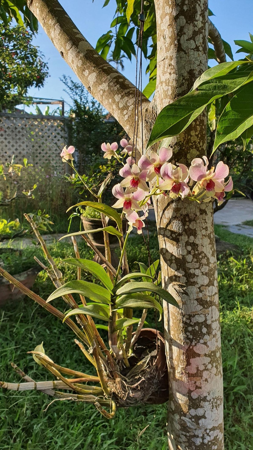 Nhà vườn đẹp như tranh, vui cảnh điền viên của vợ chồng người Quảng Ngãi - 5 Nhà vườn đẹp như tranh, vui cảnh điền viên của vợ chồng người Quảng Ngãi - 5