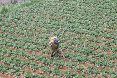 Nông sản sạch, an toàn ở Việt Nam trở nên rất hiếm