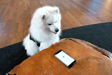 Những “Fun  Facts” sẽ khiến bạn phải bất ngờ về thú cưng của mình!