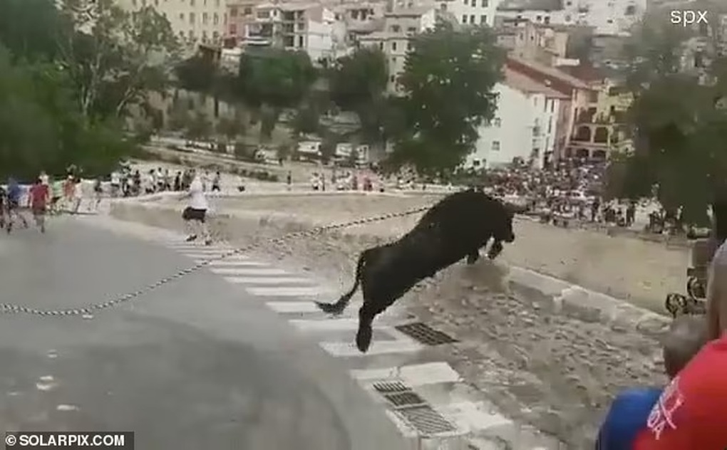 Đám đông la hét sau cú nhảy tự sát của bò tót trong lễ hội - 1 Đám đông la hét sau cú nhảy tự sát của bò tót trong lễ hội - 1