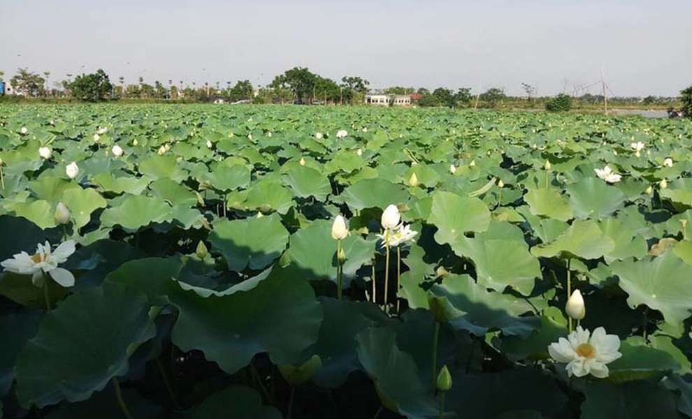 Biến đồng hoang thành đầm sen khổng lồ, anh nông dân lập kỷ lục mùa hái triệu bông hoa - 5 Biến đồng hoang thành đầm sen khổng lồ, anh nông dân lập kỷ lục mùa hái triệu bông hoa - 5