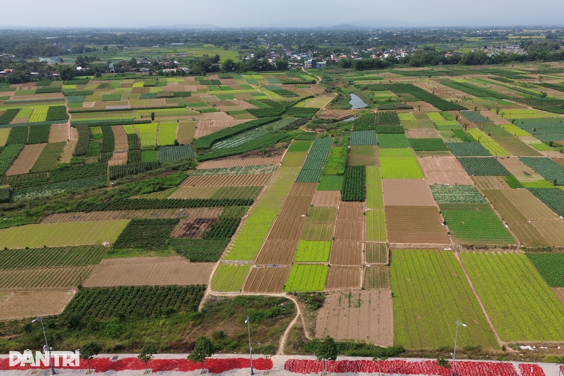 Con đường bị nhuộm đỏ, nông dân lao đao vì ớt rớt giá - 8 Con đường bị nhuộm đỏ, nông dân lao đao vì ớt rớt giá - 8