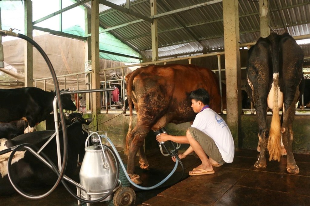 Nông dân miền Tây đổ bỏ hàng nghìn lít sữa bò do ách tắc khâu vận chuyển - 2 Nông dân miền Tây đổ bỏ hàng nghìn lít sữa bò do ách tắc khâu vận chuyển - 2