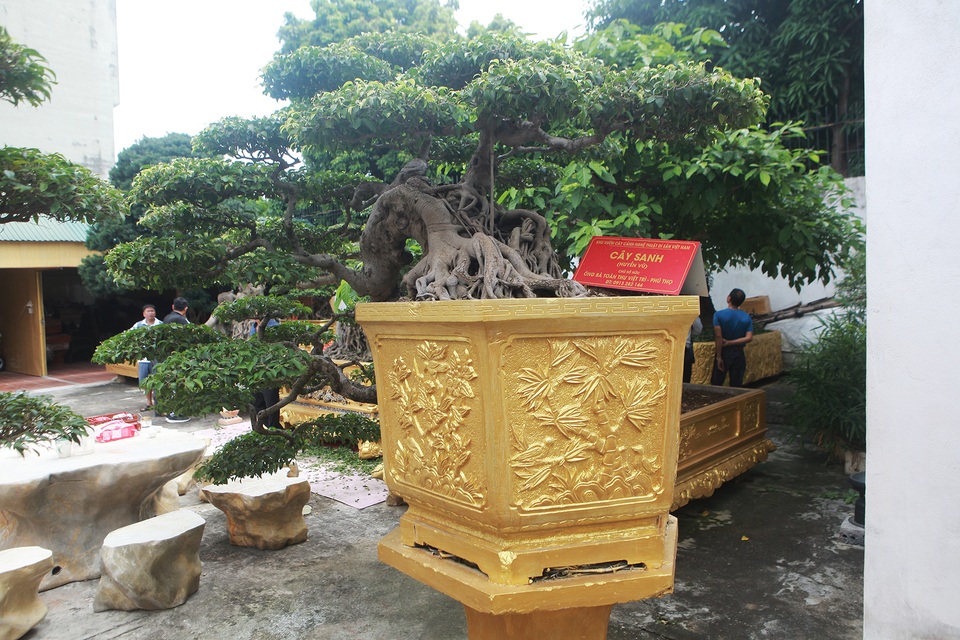 Chiêm ngưỡng cặp sanh cổ “mọc ngược” giá 10 tỷ đồng của nữ đại gia Phú Thọ - 11 Chiêm ngưỡng cặp sanh cổ “mọc ngược” giá 10 tỷ đồng của nữ đại gia Phú Thọ - 11