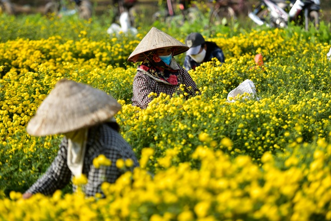 Ngắm cánh đồng cúc tiến vua vàng ruộm mộng mơ tại Nghĩa Trai, Hưng Yên - 7 Ngắm cánh đồng cúc tiến vua vàng ruộm mộng mơ tại Nghĩa Trai, Hưng Yên - 7
