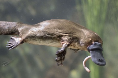 Thú mỏ vịt đang bị đẩy tới sự tuyệt chủng