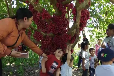 Người dân phố núi và du khách đổ xô đi ngắm cây dâu đỏ trĩu quả