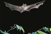 Phát hiện virus tương tự SARS-CoV-2 trong loài dơi ở Lào