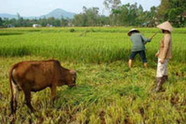 Trồng lúa cho… bò ăn!