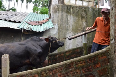 Cuộc sống nơi nhà nào cũng ráng xây "nhà lầu" cho... trâu, bò