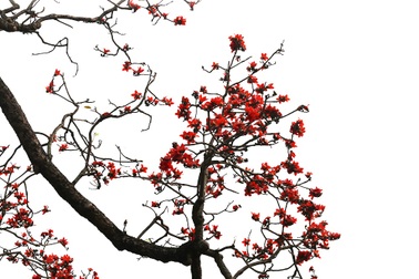 Hoa gạo “thắp lửa” khắp núi rừng Hương Sơn