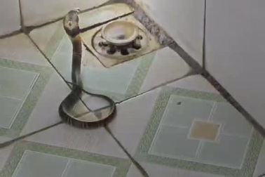 Rắn hổ mang bò vào phòng tắm theo đường cống thoát nước ở Phú Thọ