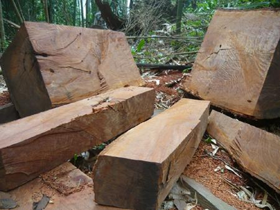 Mua bán hơn 15m3 gỗ, bị phạt 105 triệu đồng - 1 Mua bán hơn 15m3 gỗ, bị phạt 105 triệu đồng - 1