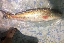 Ngư dân rao bán cá nặng 4,5 kg nghi sủ vàng quý hiếm