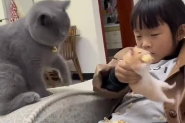 Chú mèo giận dỗi khi bị chủ phớt lờ