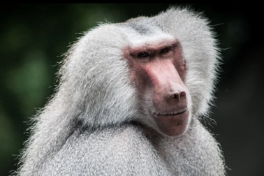 Xác ướp khỉ đầu chó cổ đại hé lộ vị trí bí ẩn của một vùng đất huyền thoại