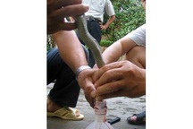 Trăm mối nguy từ “mốt ăn tươi nuốt sống”