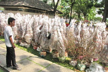 Vietnam Airlines chở đào, mai Tết giá từ 100.000 đồng