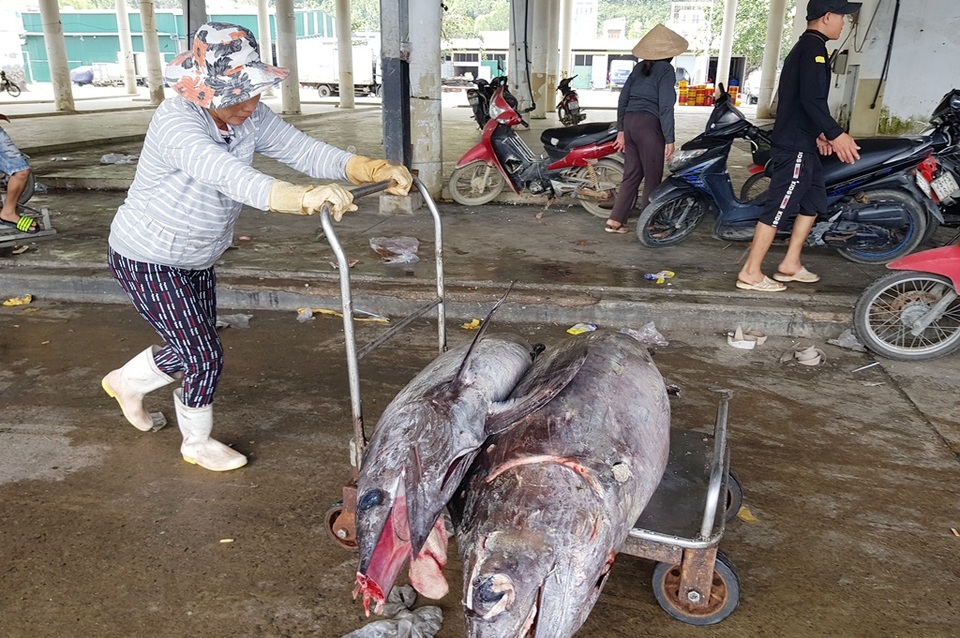 Trúng vụ cá, ngư dân có thêm nhu nhập đón Tết - 3 Trúng vụ cá, ngư dân có thêm nhu nhập đón Tết - 3