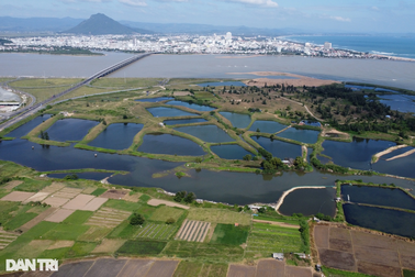 Cận cảnh khu đất được giới thiệu có dự án nghìn tỷ đồng thành...nơi chăn bò