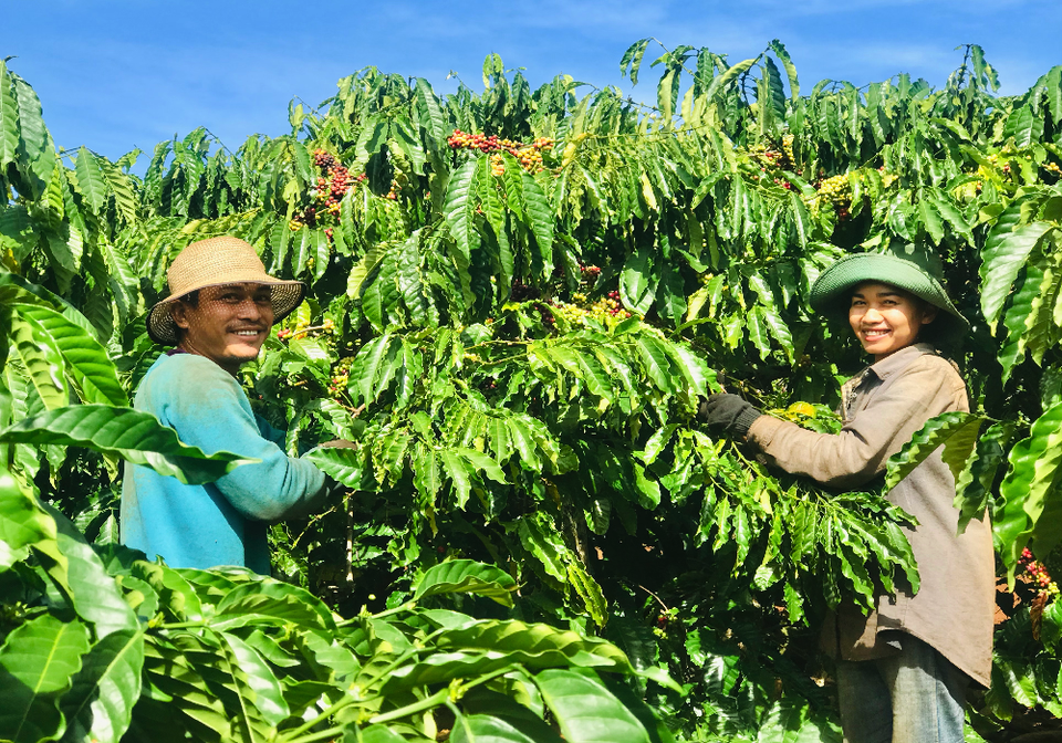 Gia Lai: Nông dân tất bật vào vụ thu hoạch cà phê - 8 Gia Lai: Nông dân tất bật vào vụ thu hoạch cà phê - 8