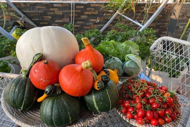 Khu vườn "trên mây" ở Quảng Nam: Cà chua, bí ngô lúc lỉu trên mái nhà