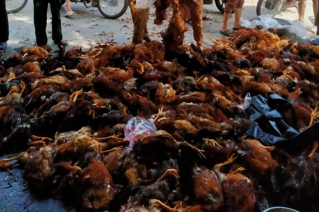 Giải cứu hàng nghìn con gà chết ngạt giúp chủ trại - 1 Giải cứu hàng nghìn con gà chết ngạt giúp chủ trại - 1