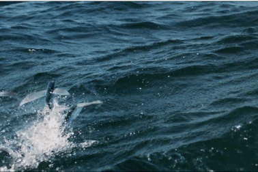 Chiêm ngưỡng khả năng bay lượn của cá chuồn để tránh kẻ thù truy sát