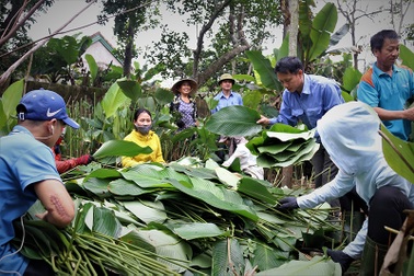 Hà Tĩnh: Thủ phủ lá dong Đức Thọ hối hả vào vụ Tết