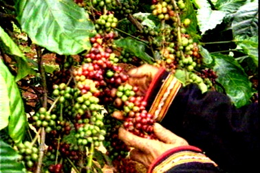 Khởi kiện đòi lại thương hiệu cà phê Buôn Ma Thuột