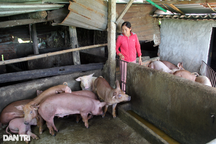 Tìm nguyên nhân cả đàn lợn chết sau khi tiêm vaccine dịch tả Châu Phi