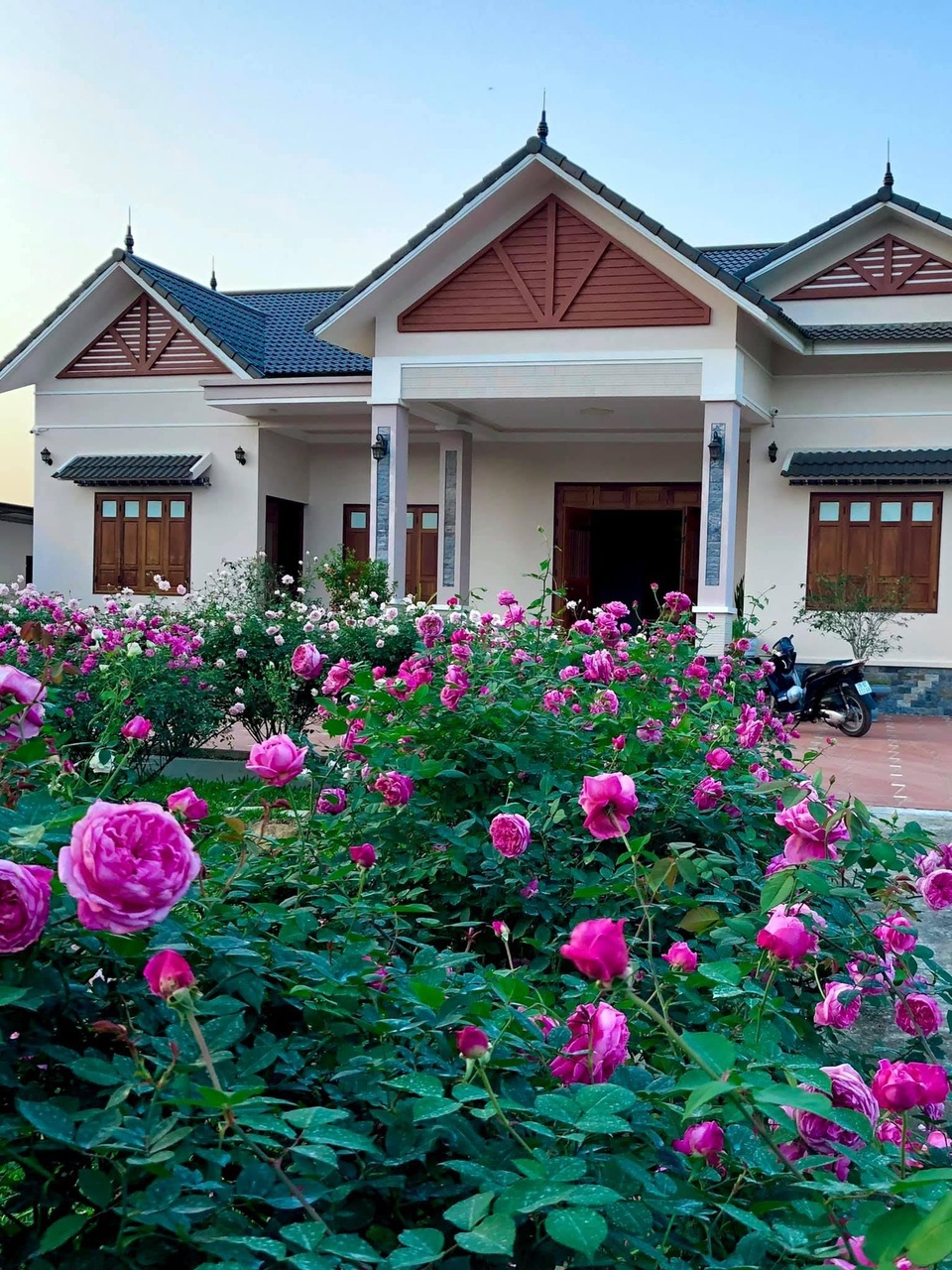 Mê mẩn vườn bạt ngàn hoa hồng của gia đình ở ngoại thành Hà Nội - 3