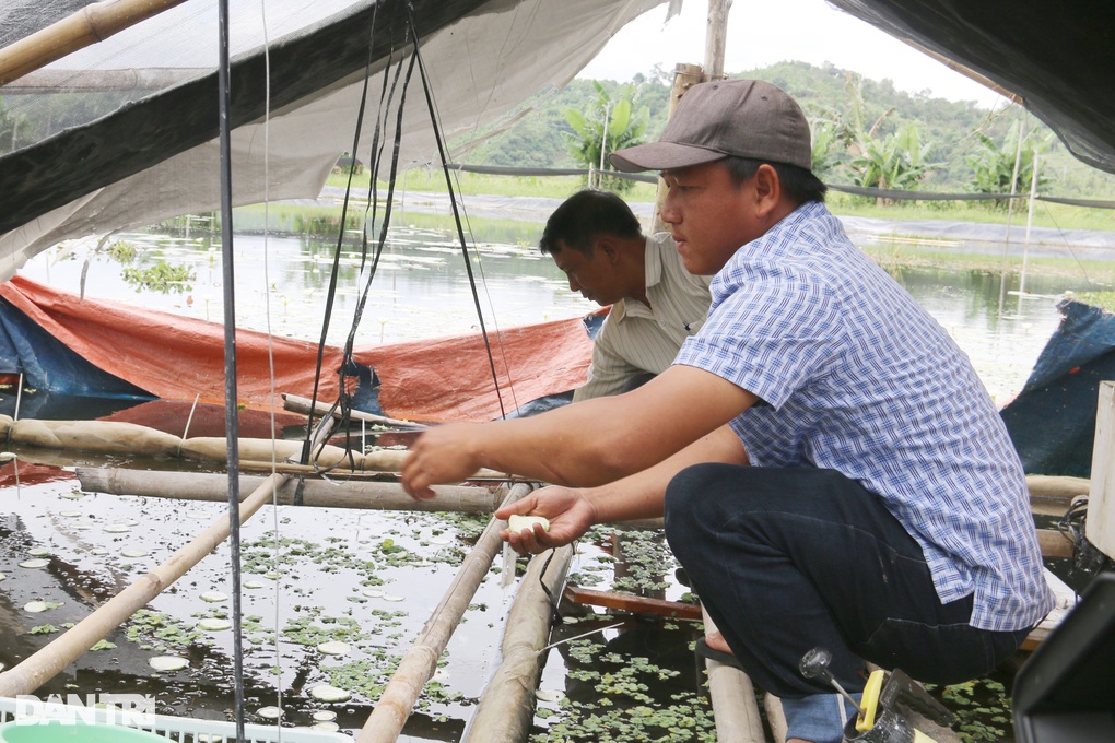 Turning a swamp into a snail farm, farmers count animals to collect money - 2