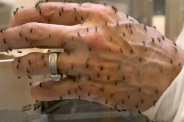 Bên trong nhà máy mỗi tuần "tung" khoảng 190 triệu con muỗi ra môi trường