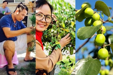 Khu vườn tiền tỷ lúc lỉu cây trái của Bằng Kiều trên đất Mỹ