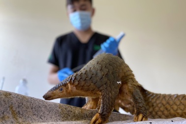 Cứu hộ hàng chục cá thể rồng đất, hổ mang chúa, tê tê...